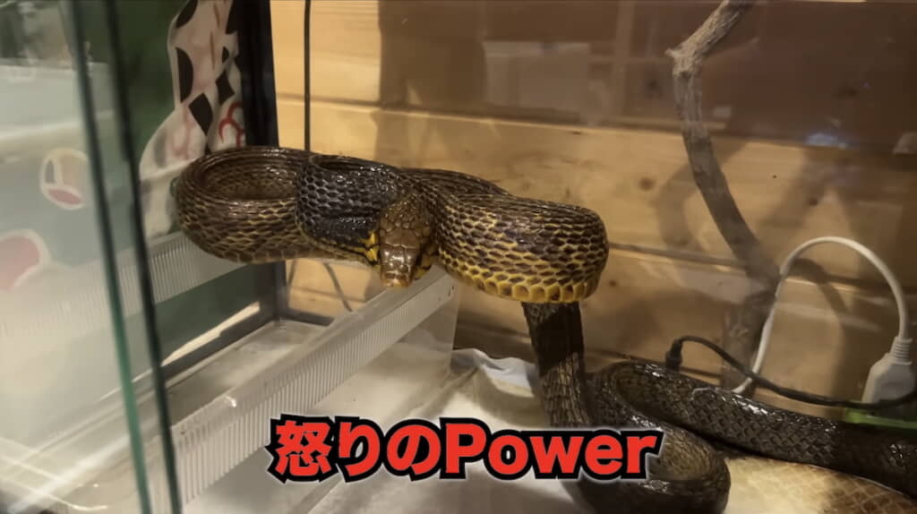 臨戦体勢に入るサルファスネーク