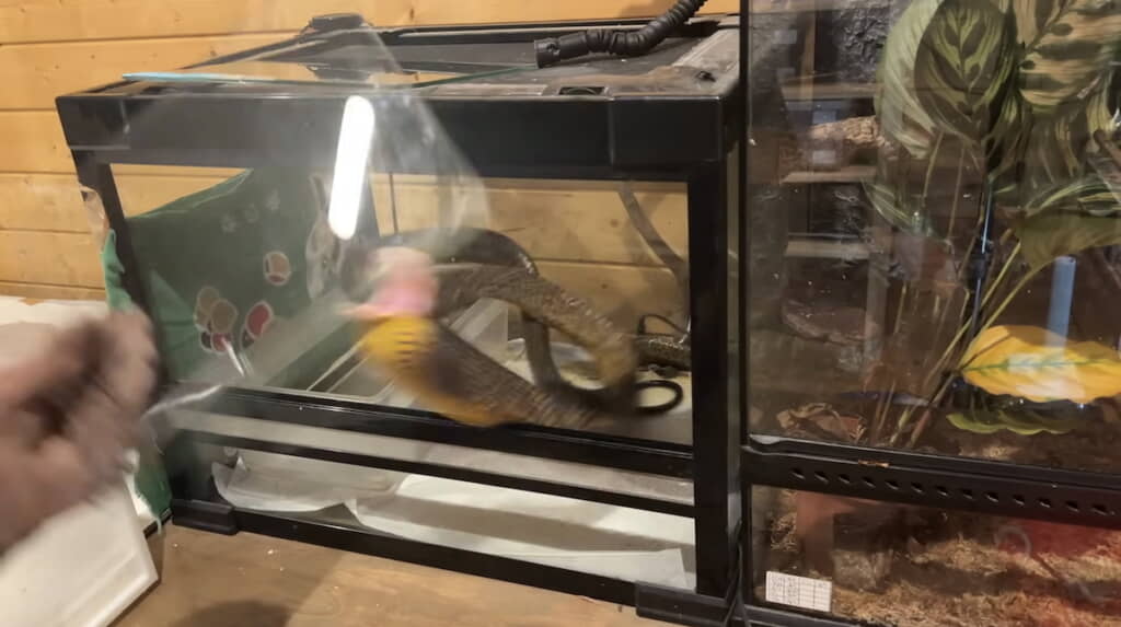 ガラス戸を外していると跳びかかってきた