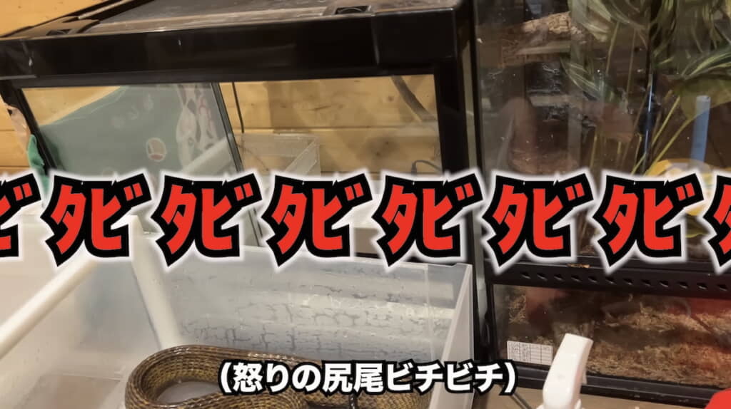 尻尾を震わせる音が聞こえてくる