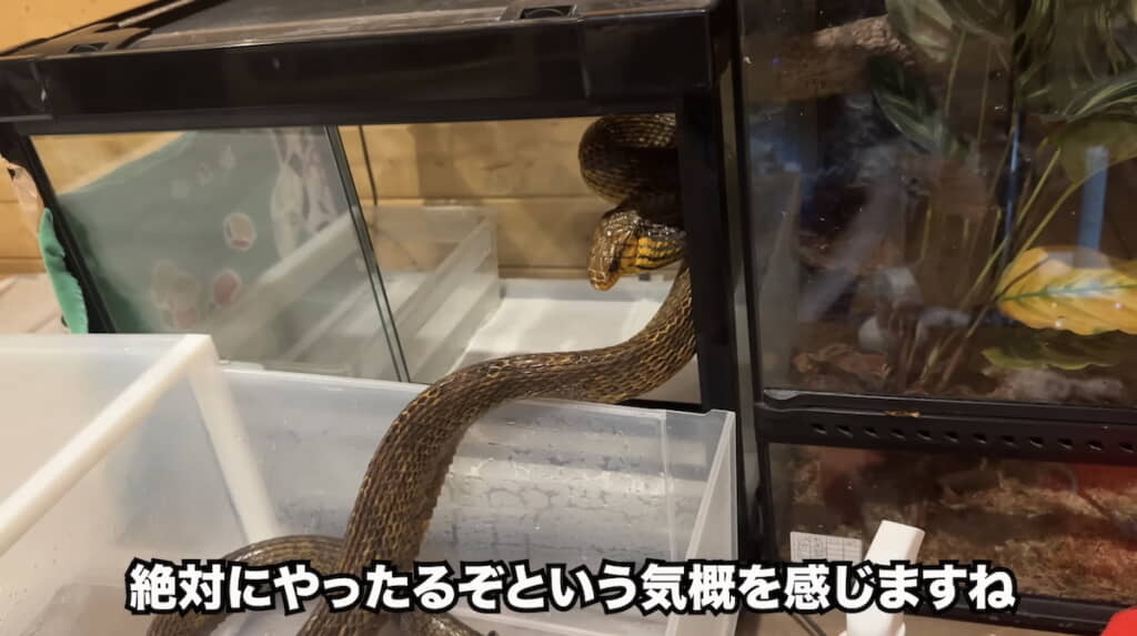 飼い主を威かく