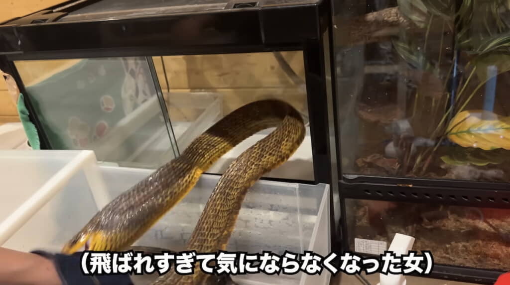 目も止まらぬ速さで跳びかかってくる