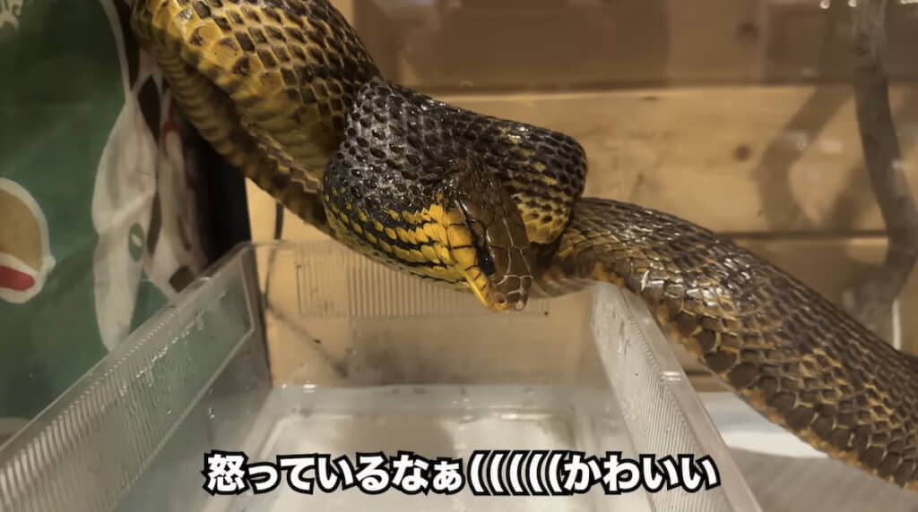 のど元を大きく膨らませる