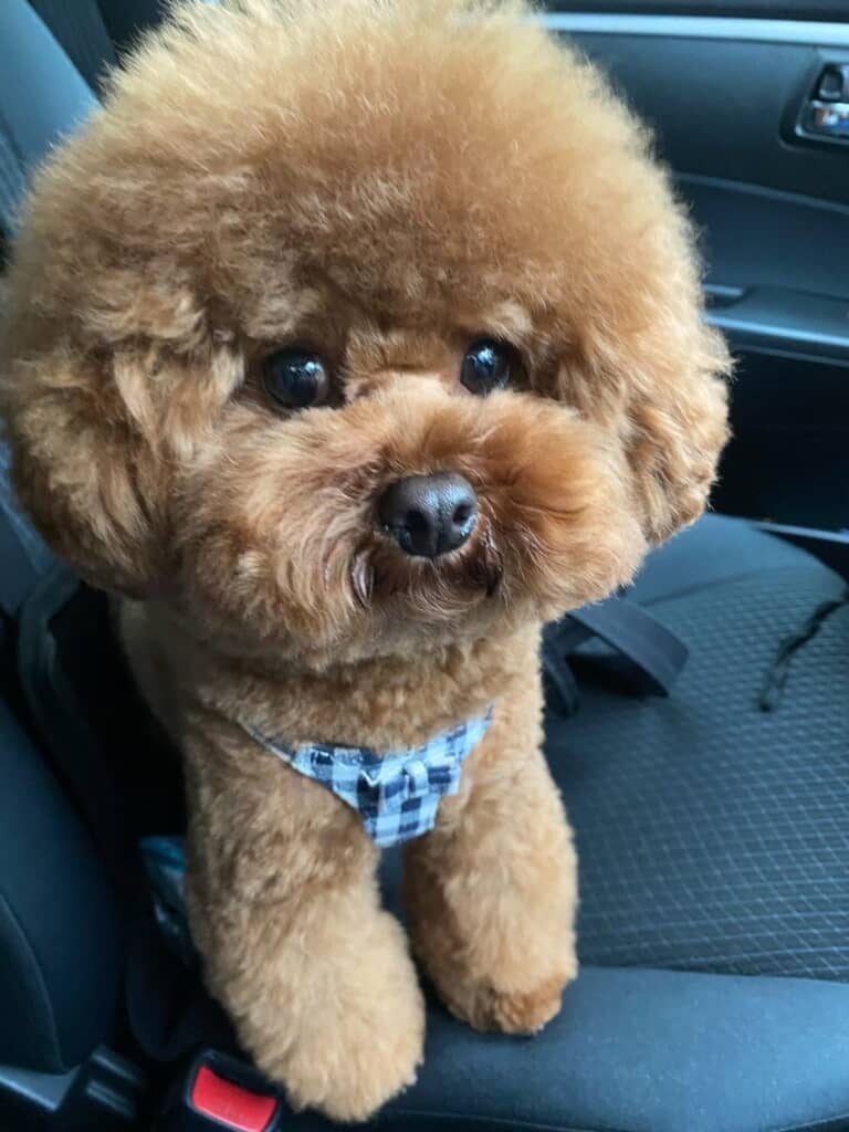 モデルになった1歳のころの愛犬の写真