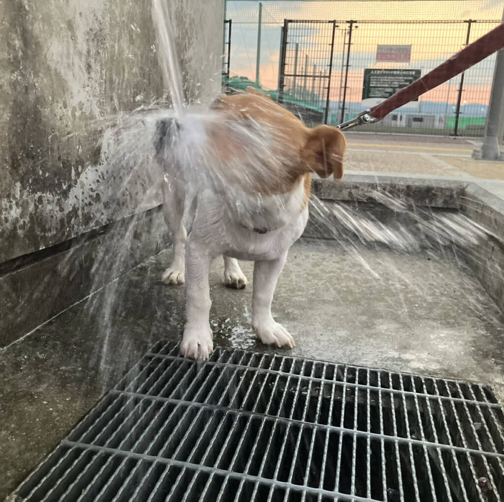 水強い！　水の勢い強すぎるって！