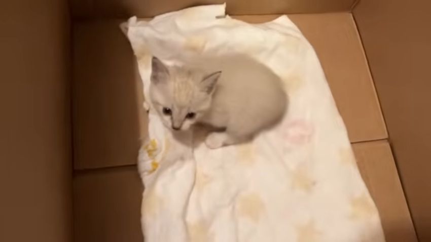 引き取った子猫