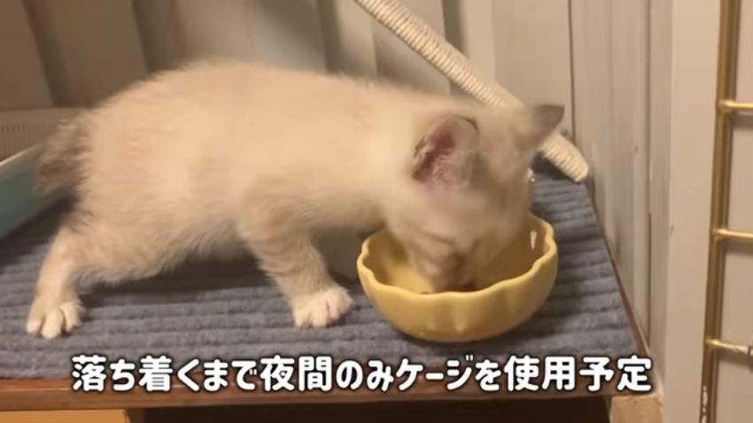 ケージ内で食事をする子猫