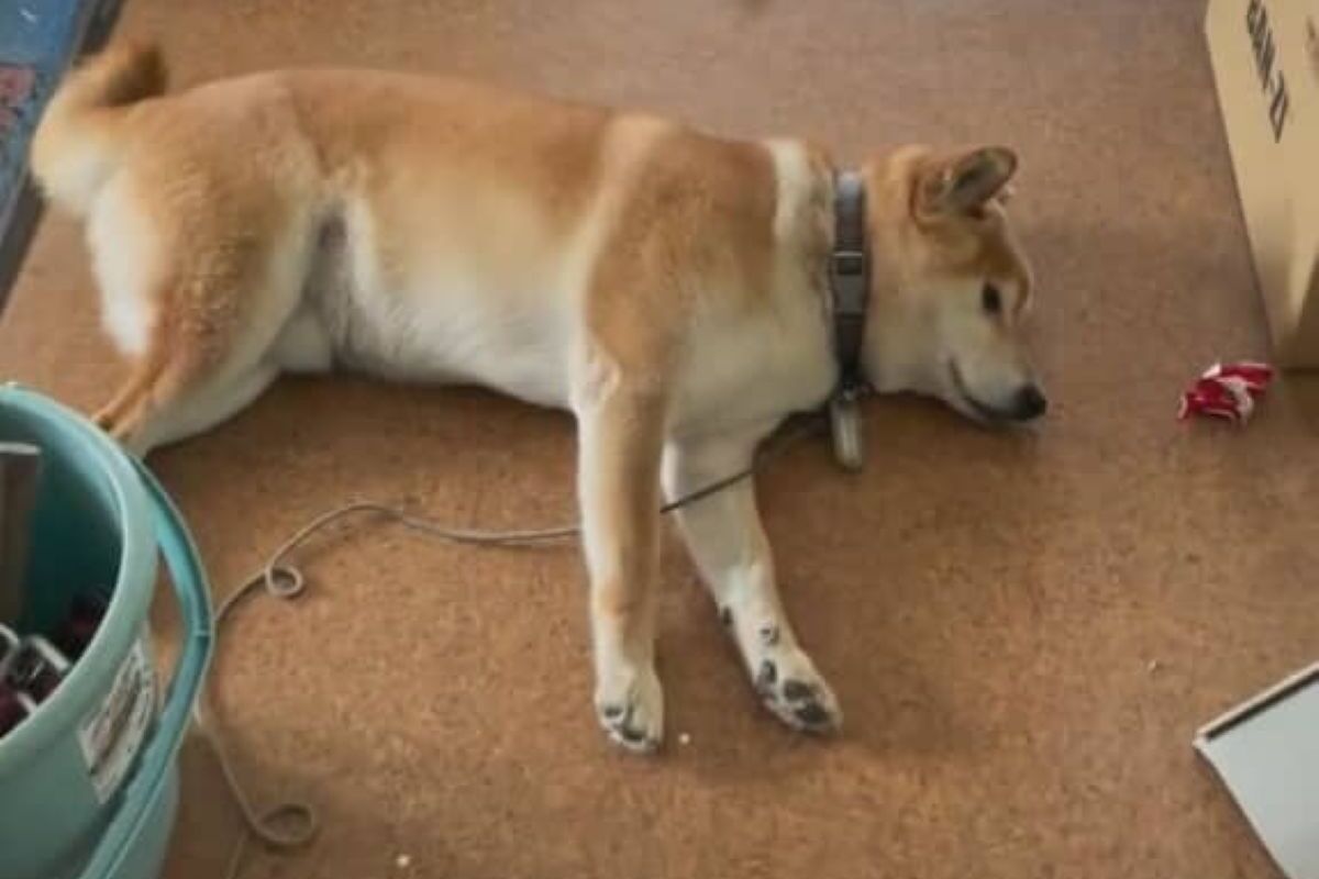 廊下でスヤスヤと眠る柴犬→その背後に迫るのは……　「なぜ？」まさかの珍客に「ビックリするねぇ」と107万再生 | 犬 ねとらぼ