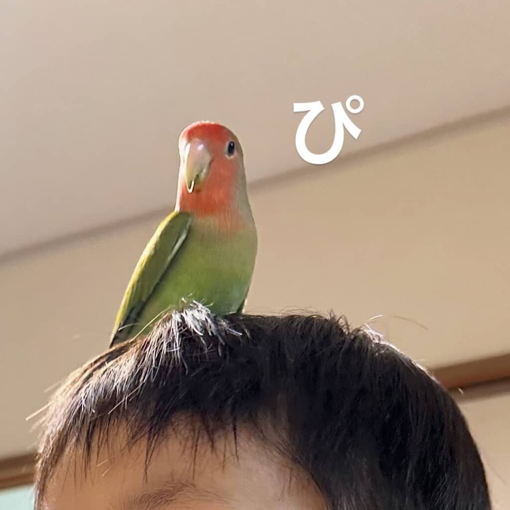 頭の上で誇らしげドンちゃん