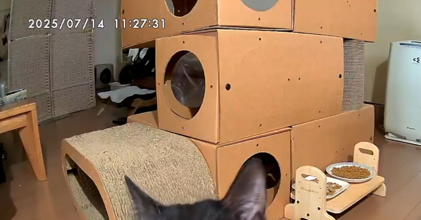 外出中、ペットカメラから通知→のぞいてみると……「やだ」　愛猫の“意外な一面”に「こんなん見ちゃったら仕事そっちのけで帰る」（1/2） | 猫 ねとらぼ