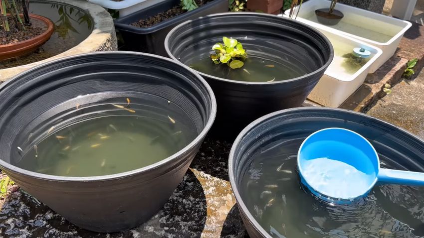 鉢に移したメダカ