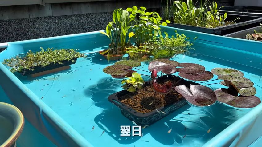 きれいになったプールへ戻した水生植物と泳ぎ回るメダカ