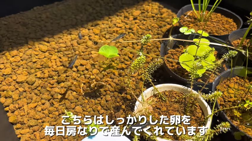 トロ舟で飼育している品種「サファイア」