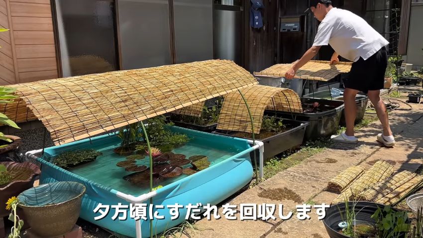 日差し対策としてプールやトロ舟にかけたすだれ