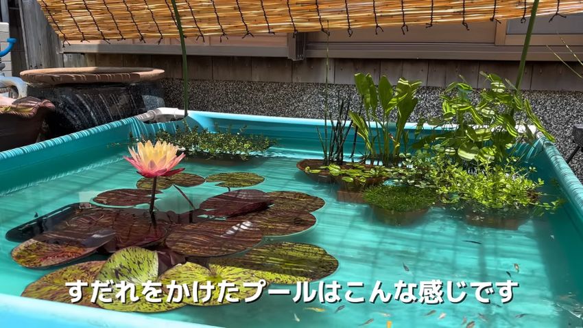 すだれの下から撮ったプールの映像