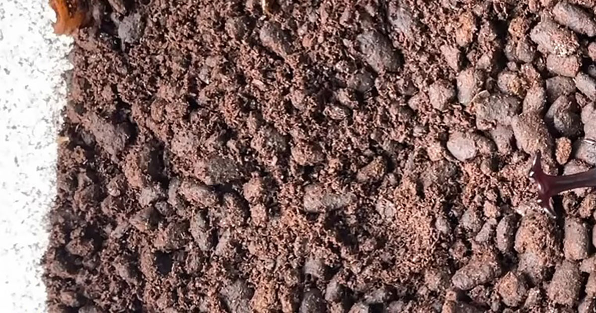 “赤いカブトムシ”を8年かけて厳選交配したら……　想像以上の姿に「見とれました」「もうほぼ別種」（1/3） | その他生き物 ねとらぼ