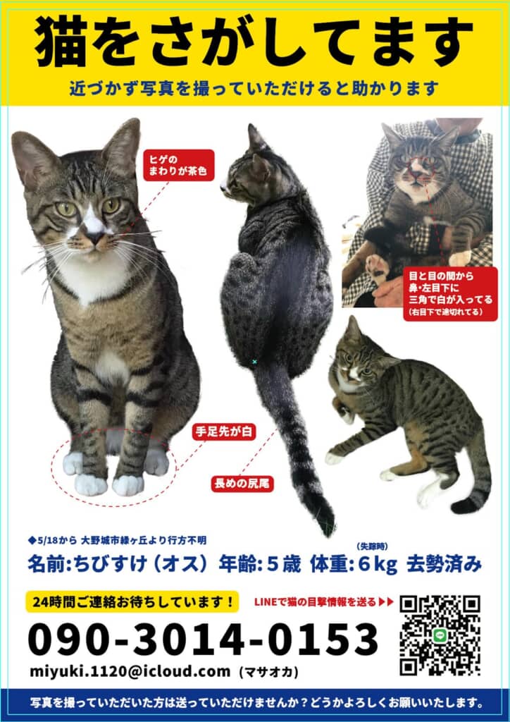 実家猫の特徴