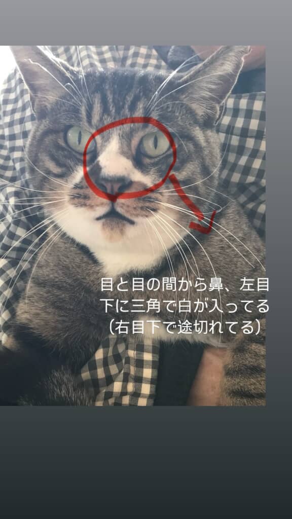 実家猫の特徴