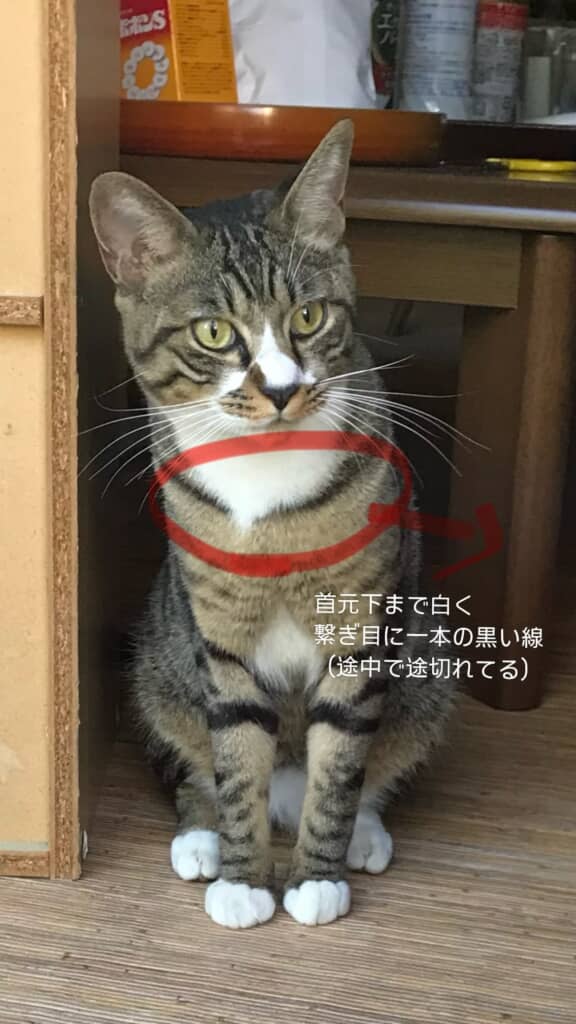 実家猫の特徴