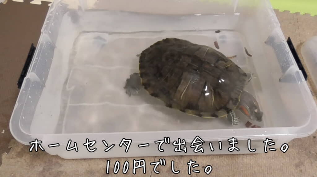 1000円から100円に値下げされていたぐいちゃん