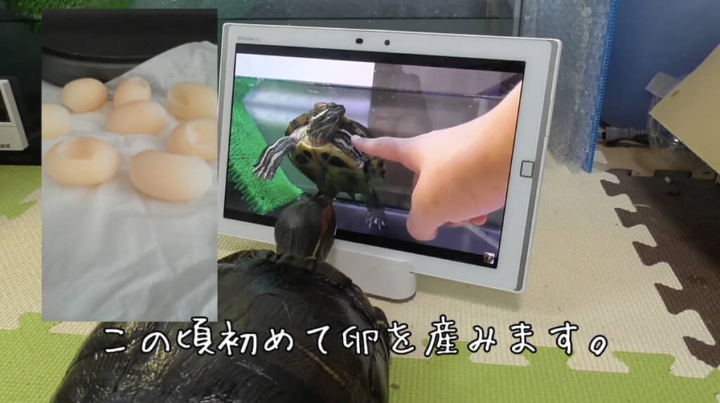 左に初めて産んだ卵の写真