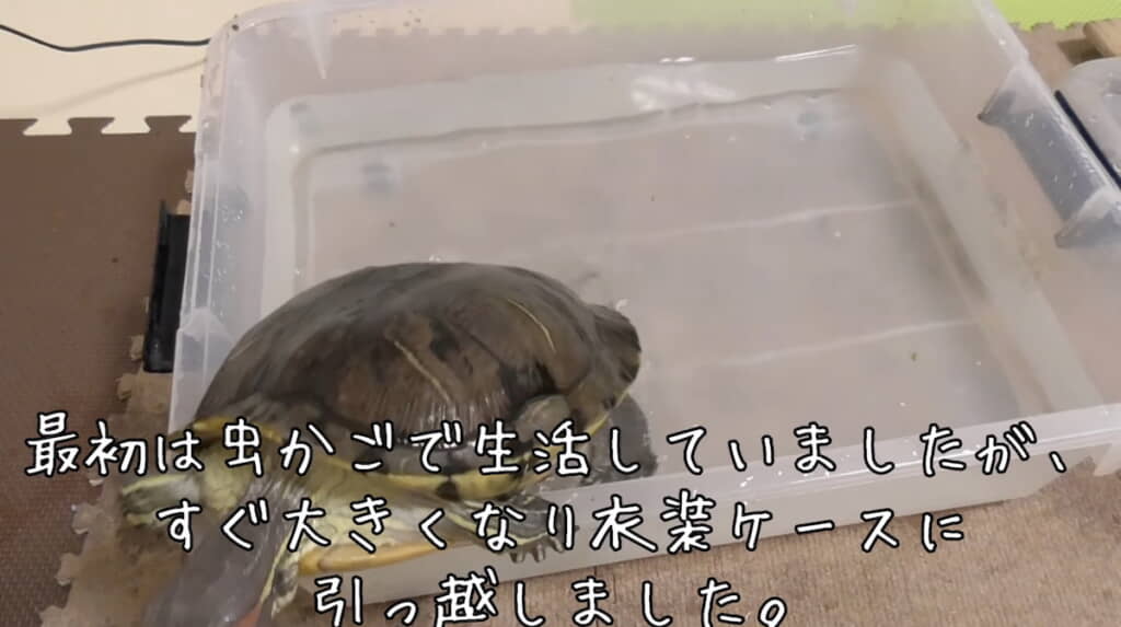 衣装ケースを自由に出入り