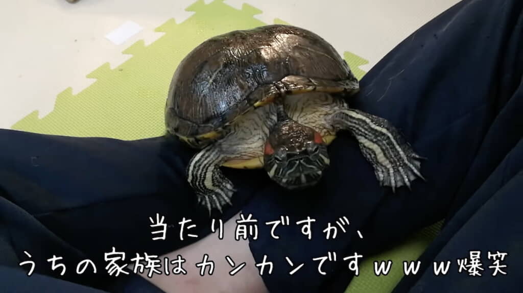 なついてくるぐいちゃん