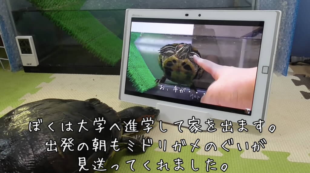 実家を離れた朝に見送ってくれた