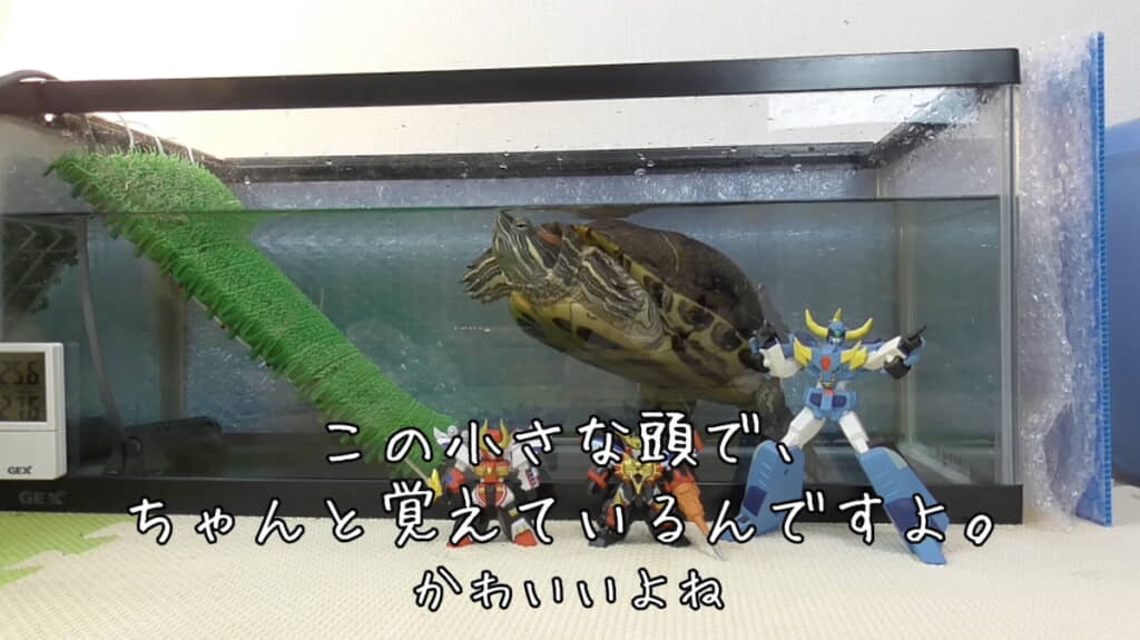 ちゃんと覚えていて帰省すると走り寄ってきた