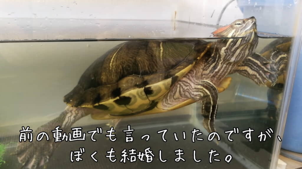 結婚後も引き続きぐいちゃんと生活