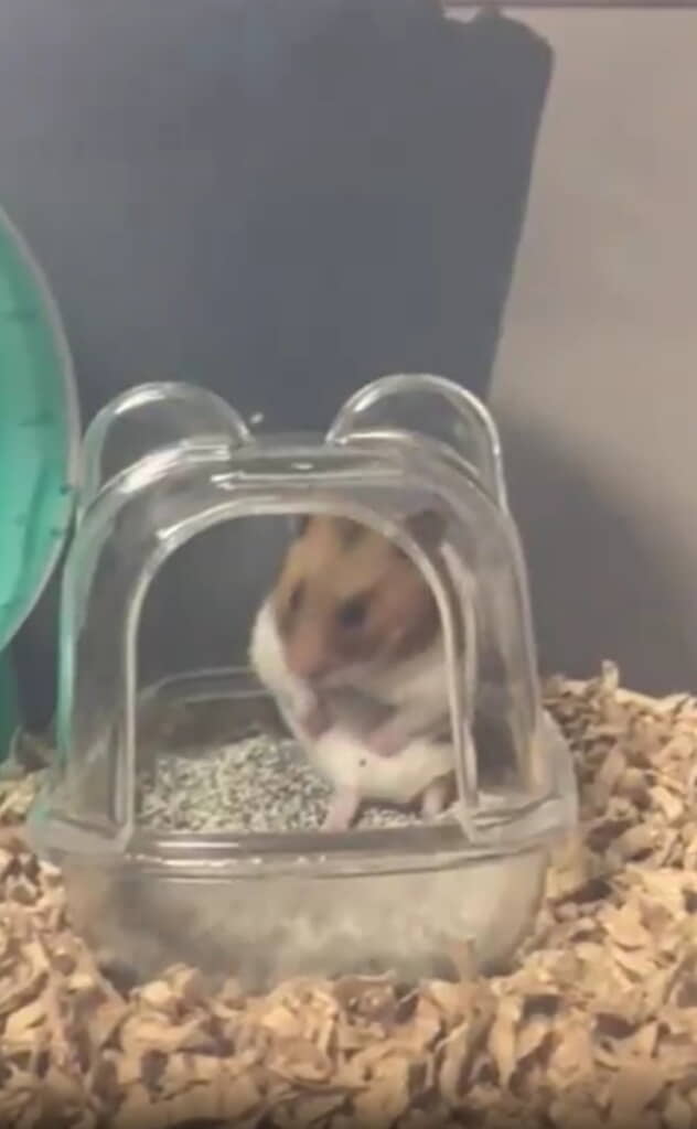 その後お迎えされたハムスター