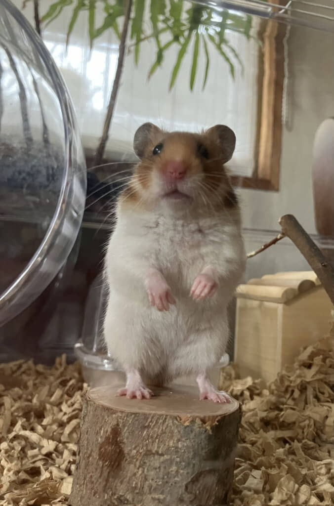 現在のハムスターさん。かわいい！