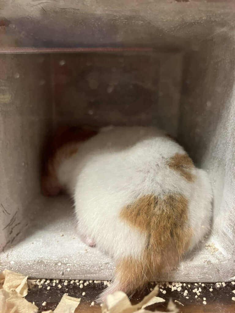 おやすみ中かな？