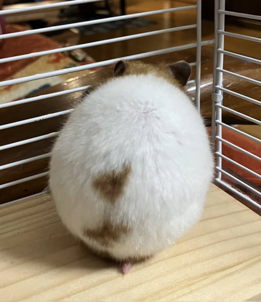 まんまるな後ろ姿がかわいい！