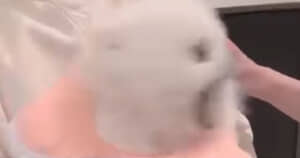 パパに激怒するポメラニアン