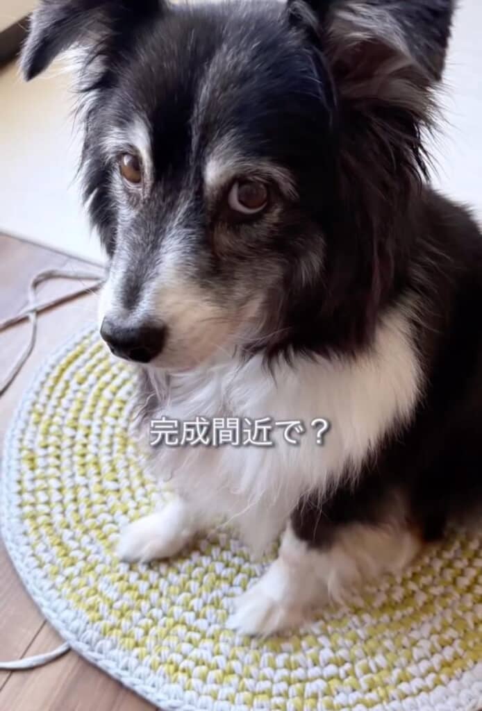 ワンコに試しに座ってもらうと……