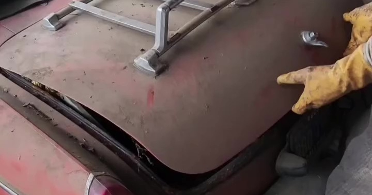 女性が古びた車のトランクを開けた瞬間→「オーマイガー！」　大量発生していた“まさかの生き物”が300万再生「車より価値があるんじゃ……」【海外】（1/3） | その他生き物 ねとらぼ