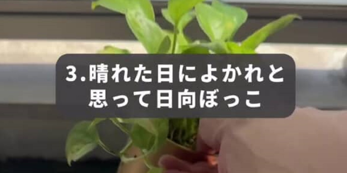 良かれと思って観葉植物に“日向ぼっこ”させたら……　大迷惑な結果が115万再生「ヤバ」「やった事あります」（1/3） | ライフスタイル ねとらぼ