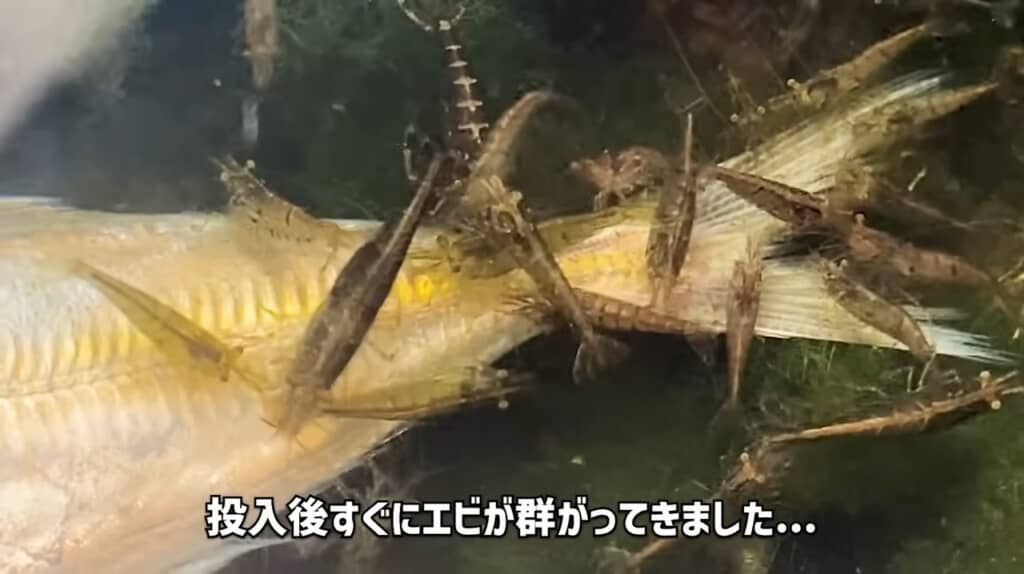 あっという間に群がるエビたち