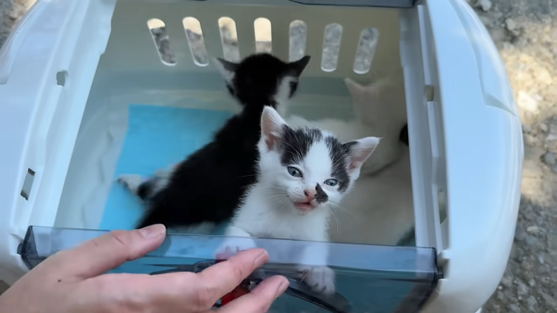 無事に4匹の子猫を保護