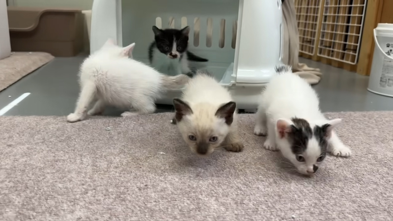 4匹とも好奇心旺盛な様子