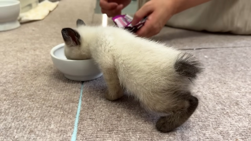 ごはんも食べてくれました◎