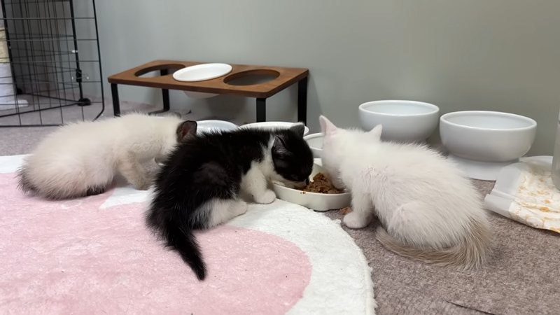 ごはんに夢中！な3匹をよそに