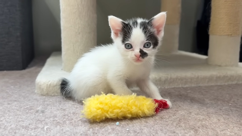 なおみちゃんはおもちゃに夢中でした