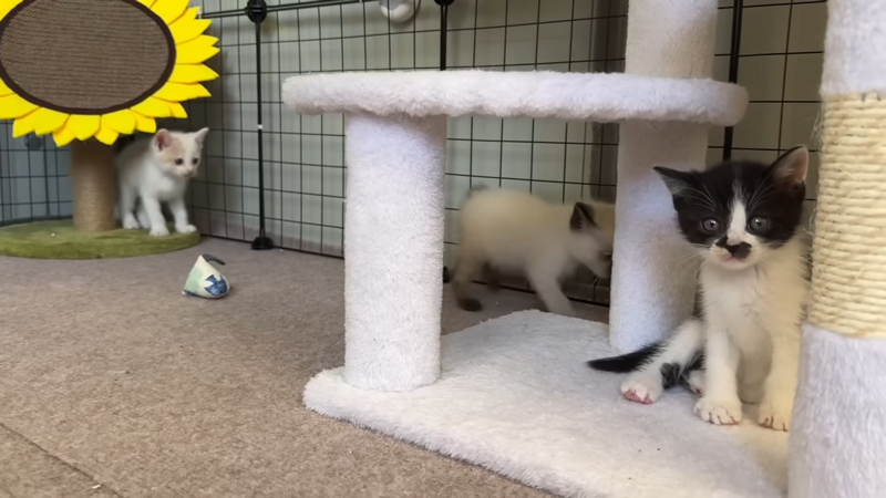 4匹とも元気いっぱいとのこと