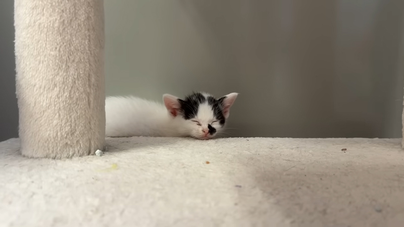 寝顔も見せてくれました