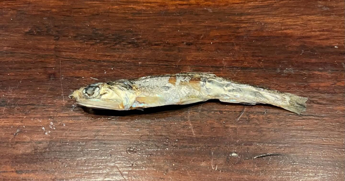 愛猫に煮干しをあげたら……「ええっ！？　すごっ」　“まさかの食べ方”に「何この技術！」「器用だぁぁ」「標本やん」（1/2） | ライフスタイル ねとらぼ