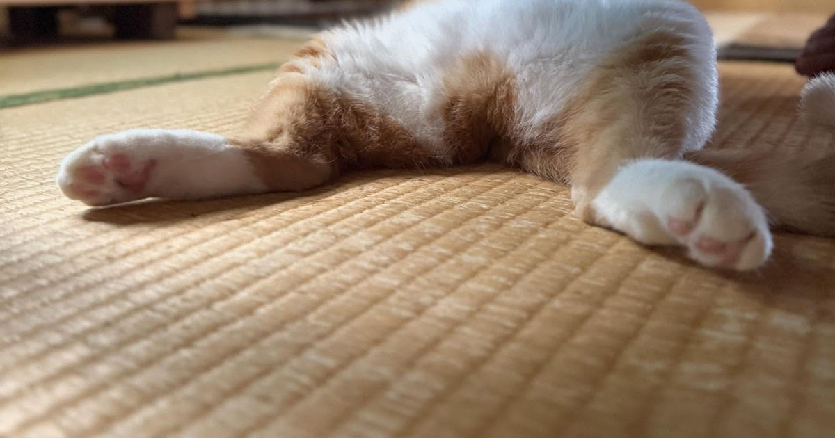 「これはなんという生き物ですか」　ネットで呼びかけると……「オッサン」「神です」　珍回答が続々集結　“正体”は？（1/2） | 猫 ねとらぼ