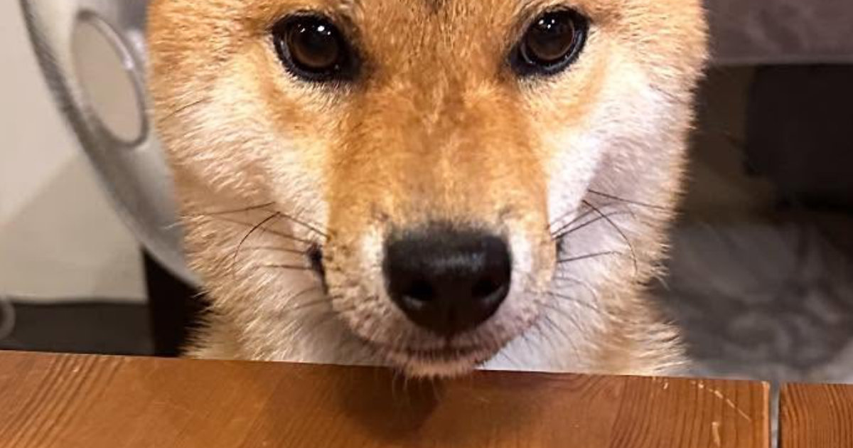 ある日、突然「まゆげ犬」になってしまった柴犬　まさかの“ビフォーアフター”に「だめだ、笑ってしまう」（1/2） | 犬 ねとらぼ