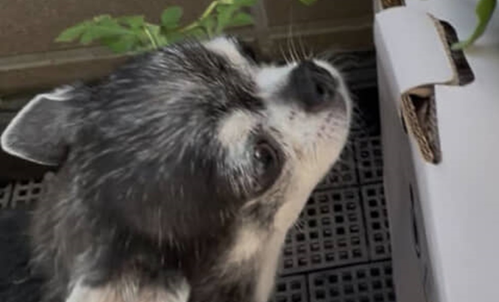 「大葉を植えたはずなのに……」 育ったのは“まさかの植物”でびっくり!「そりゃ犬もこの表情よww」「すごいラッキー」(1/2) | IT・科学 ねとらぼ