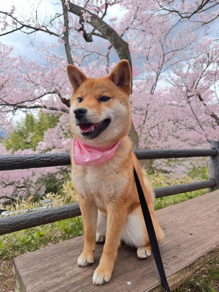 換毛期前のホロちゃん